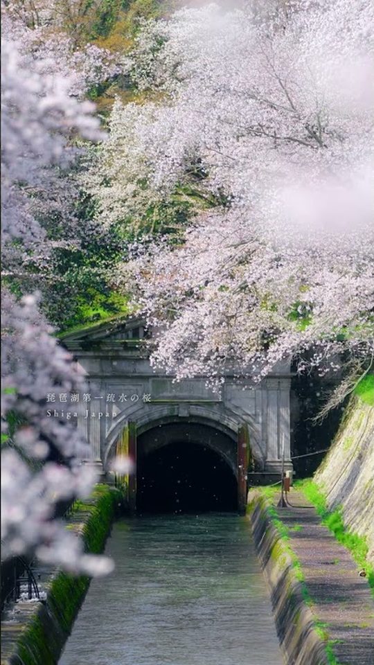 琵琶湖第一疏水の桜吹雪