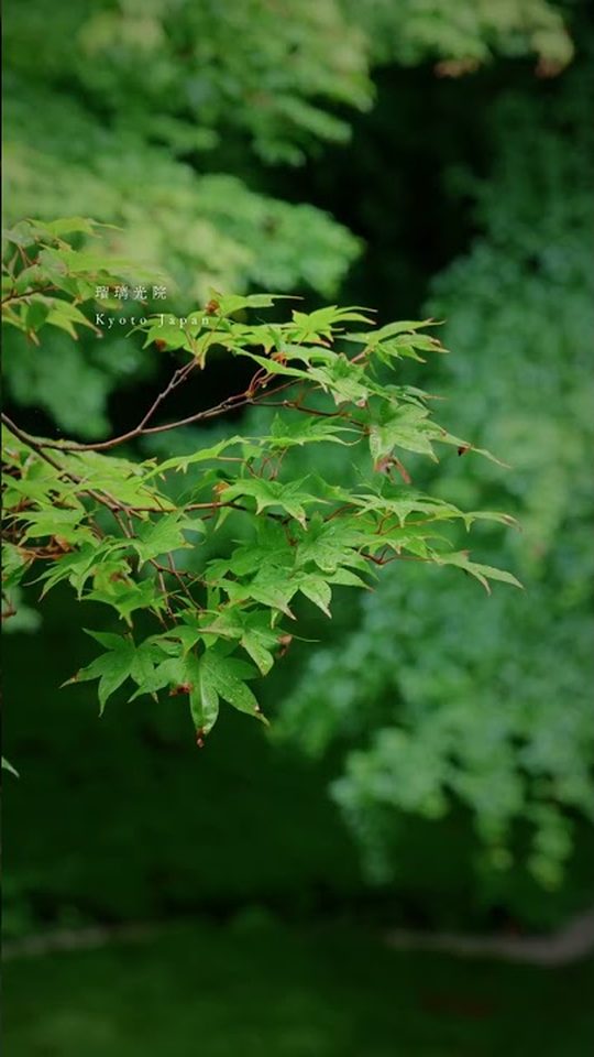 初夏の瑠璃光院